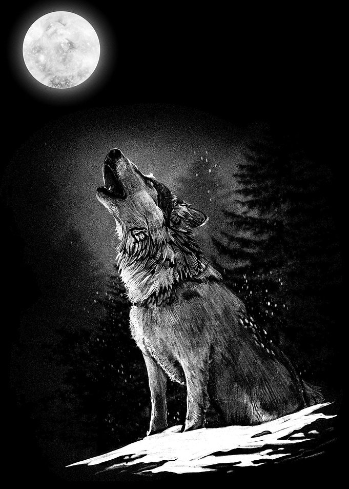 Wolf howling at the Moon