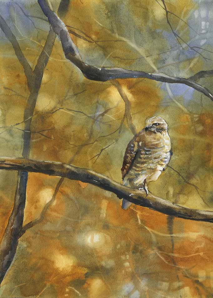Hawk fine art watercolor