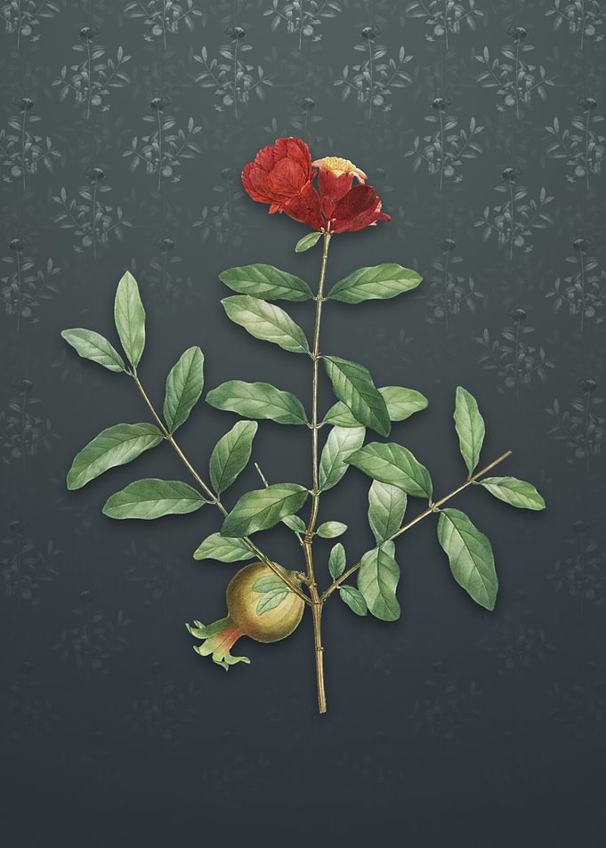 Vintage Pomegranate