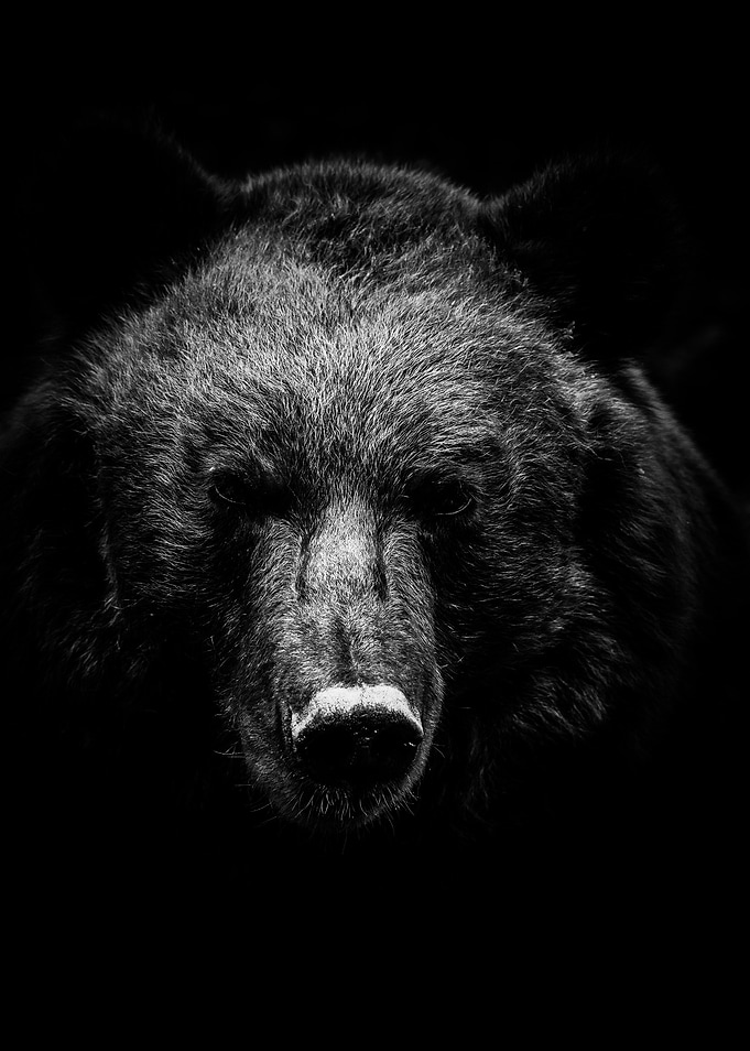 Grizzly Bear Portrait