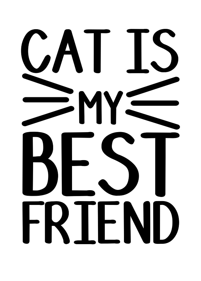 Quotes Cat