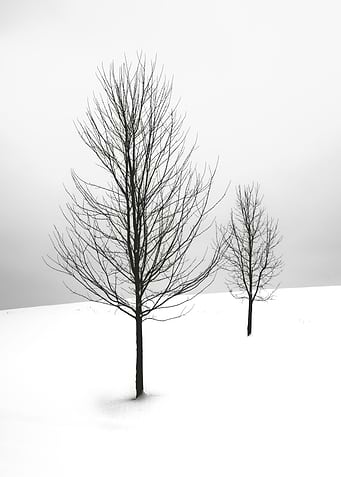 black tree in winter