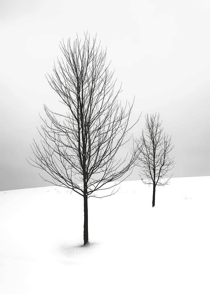 black tree in winter