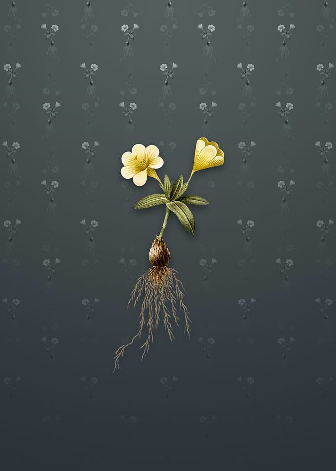 Vintage Cape Tulip b
