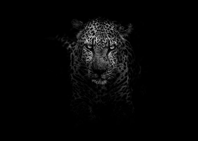 The Leopard Head
