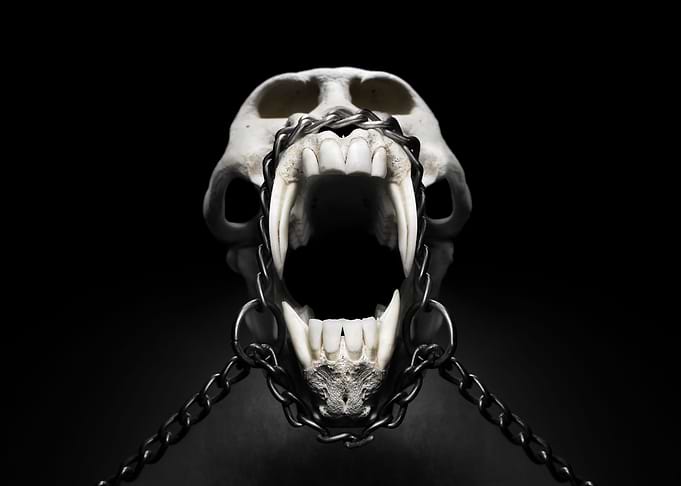Baboon skeleton captive