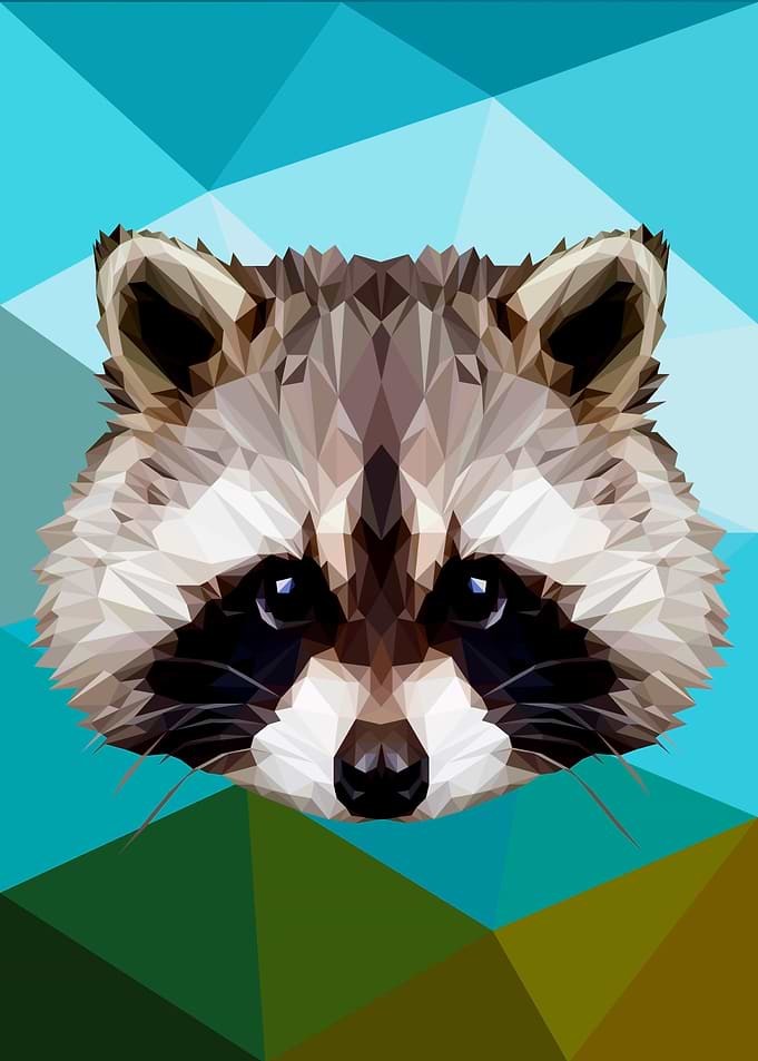 Raccoon