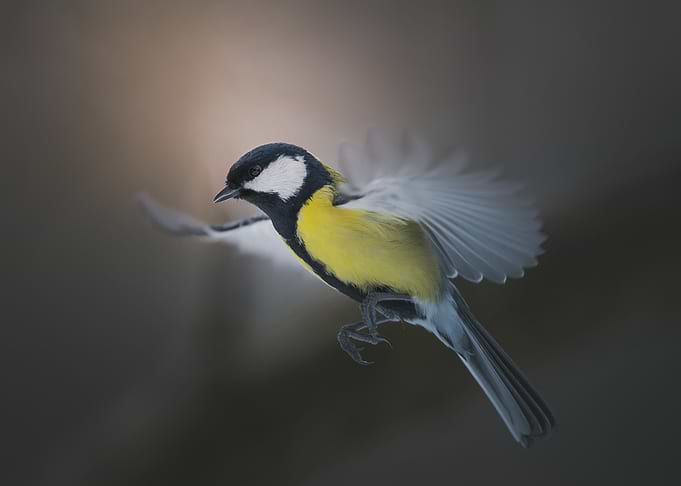 Birds wings in motion