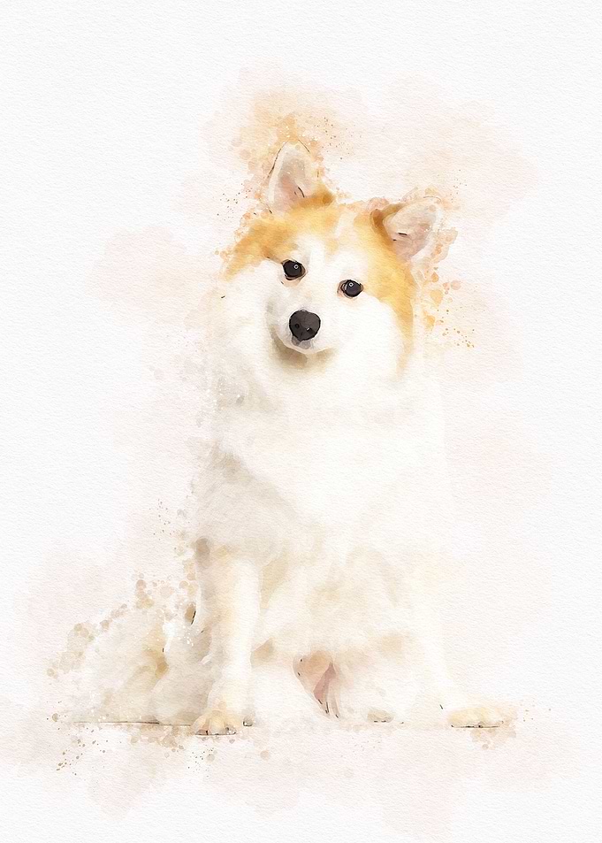 Spitz Dog