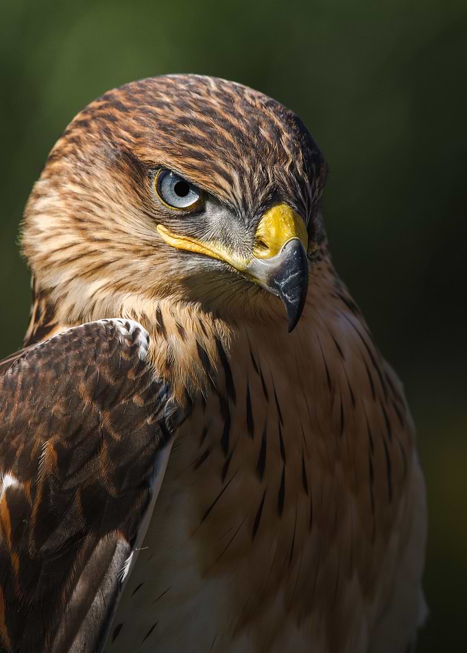 Hawk eye