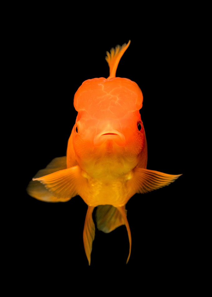 Goldfish portrait