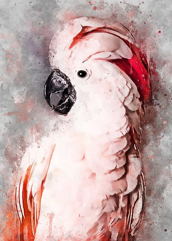 Pink Cockatoo