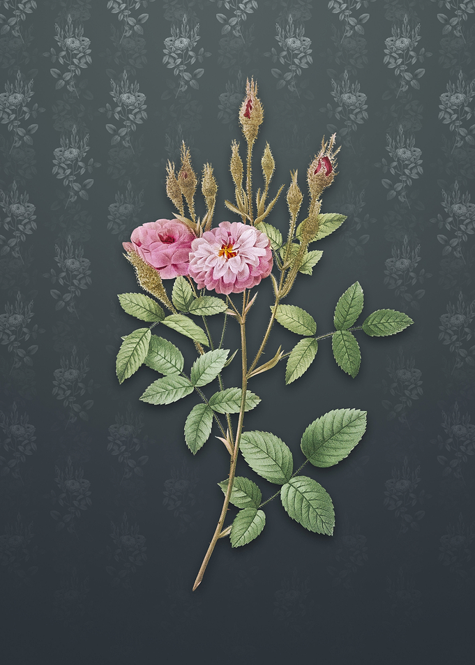 Vintage Mossy Pompon Rose
