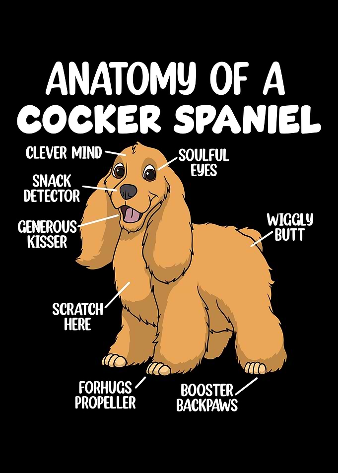 Anatomy Of A Cocker Spanie
