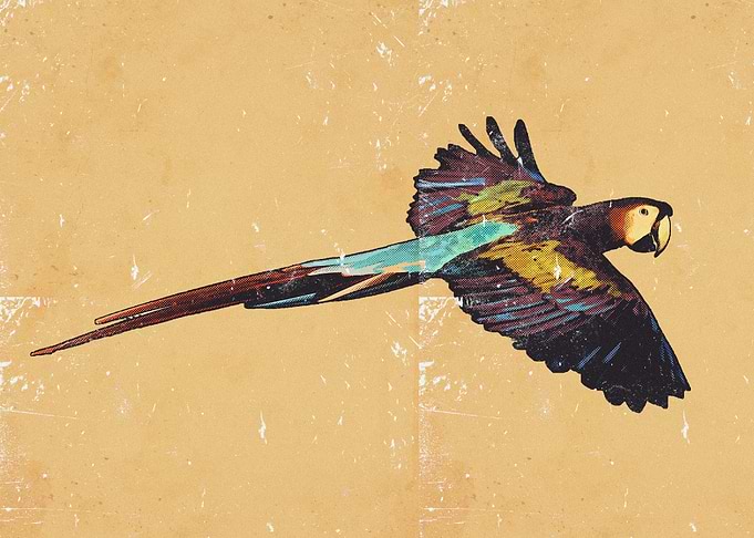 Scarlet Macaw Fly