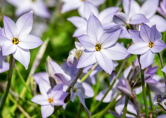 star purple flower
