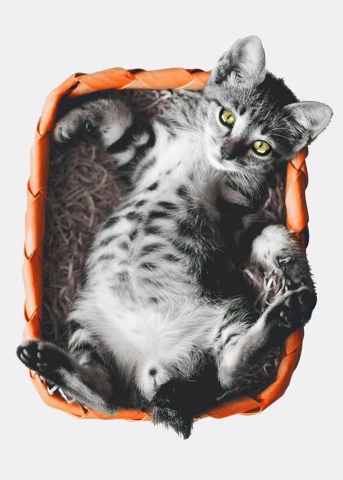 Cue Cat in Box