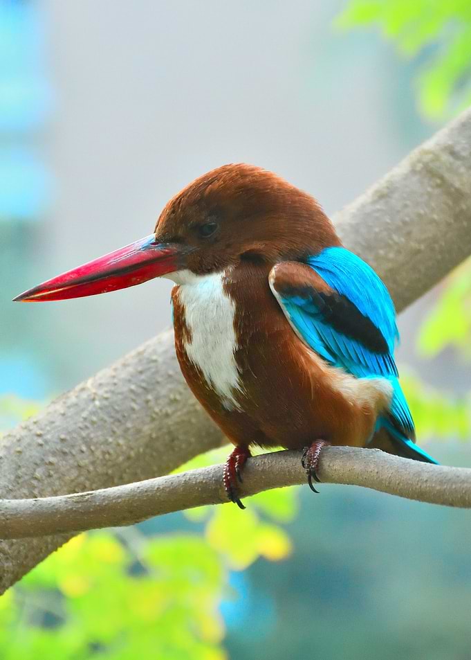 Hummingbrid Branch