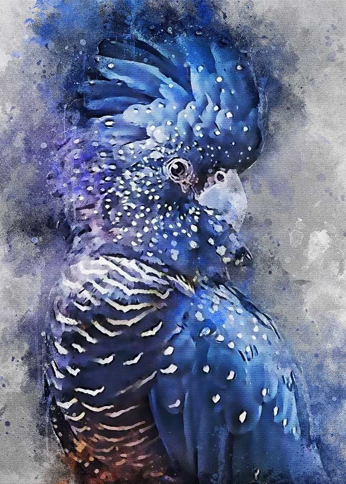 Black Cockatoo