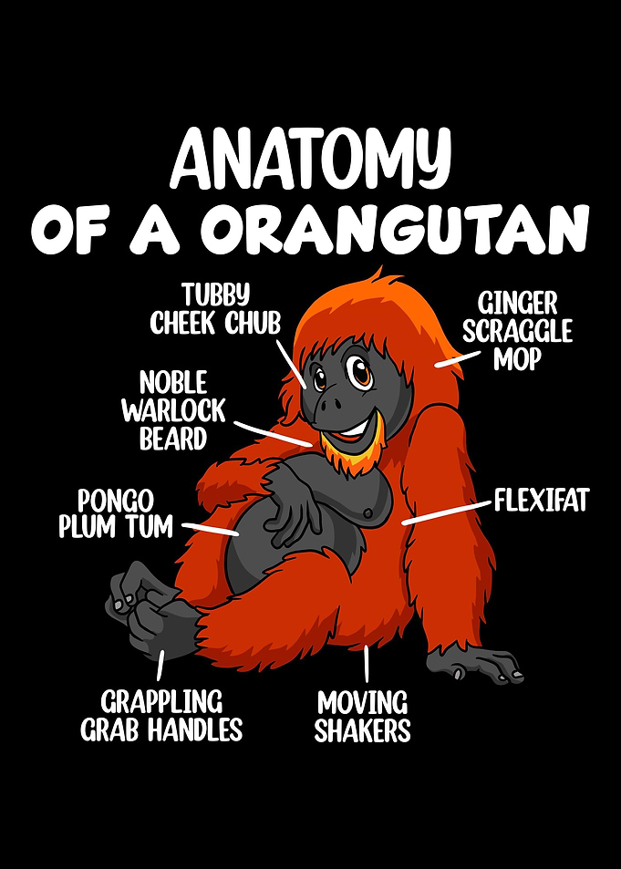 Anatomy Of A Orangutan