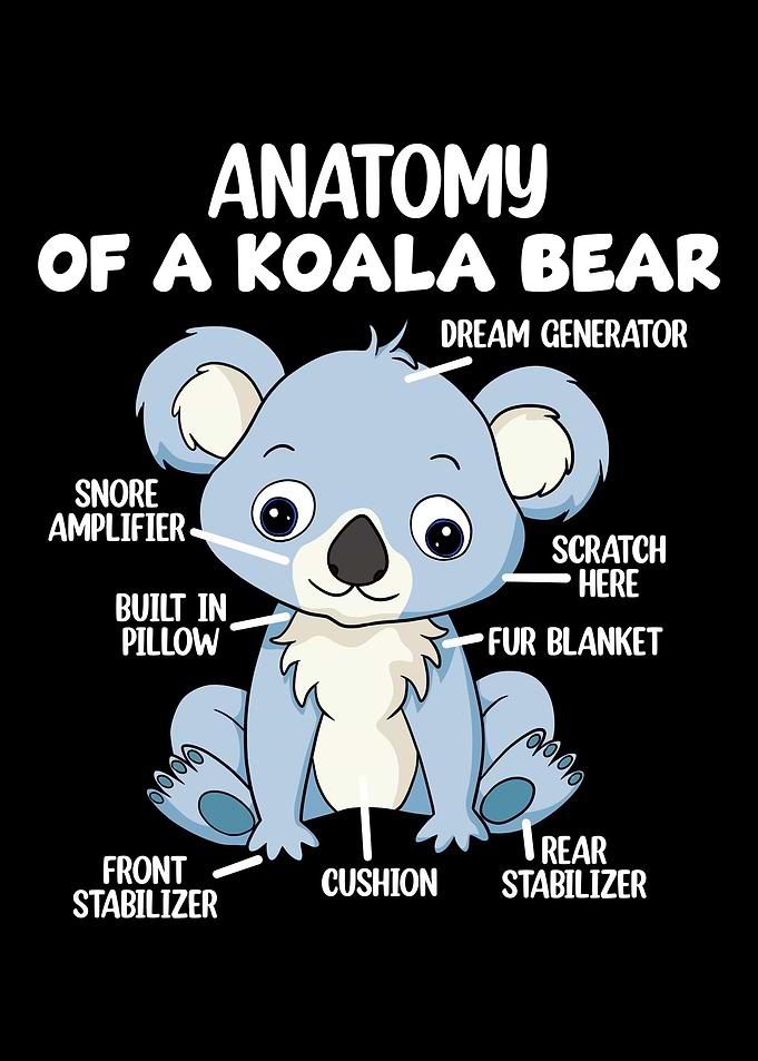 Anatomy Of A Koala Bear