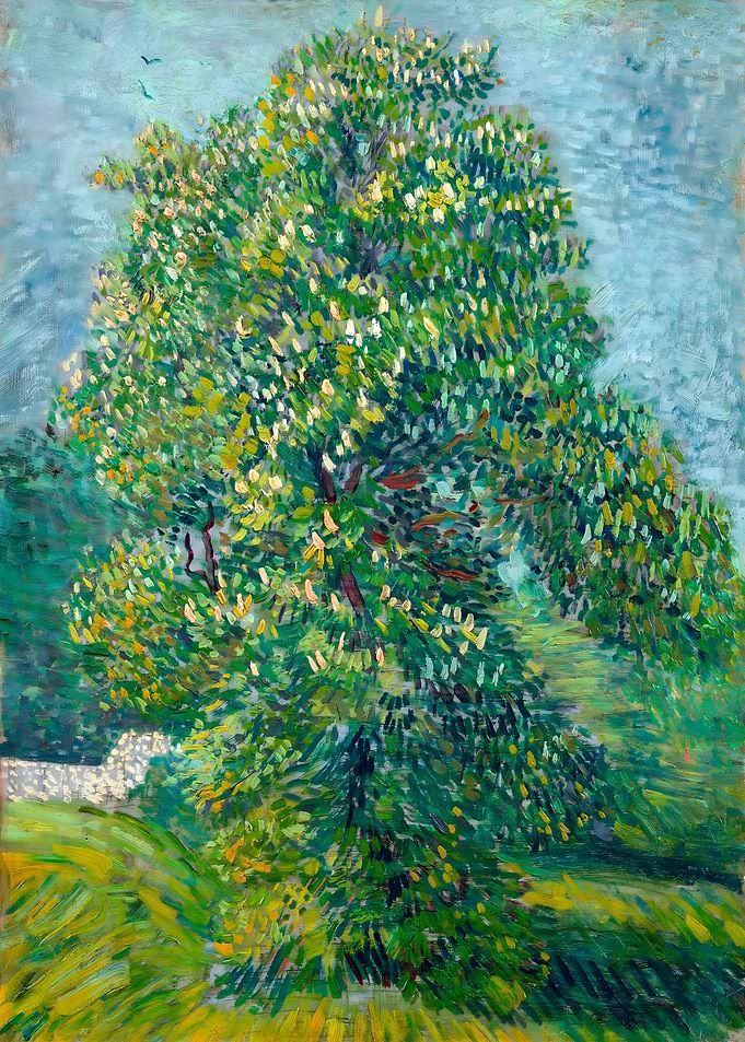 Horse Chestnut Tree