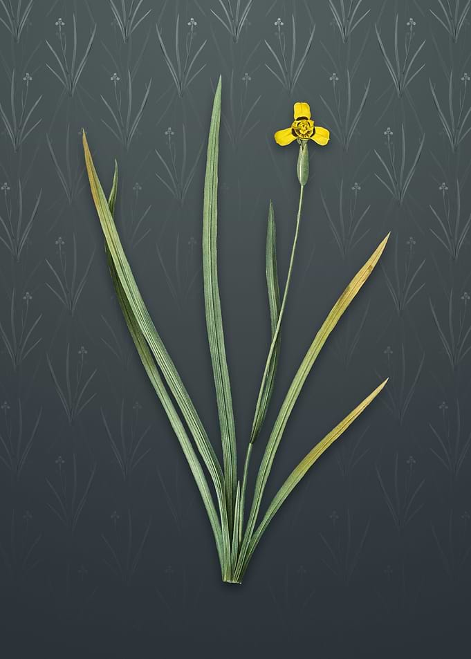 Vintage Iris Martinicensis