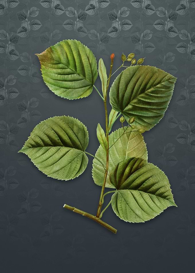 Vintage Linden Tree