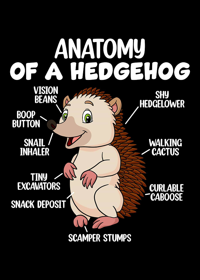 Anatomy Of A Hedgehog