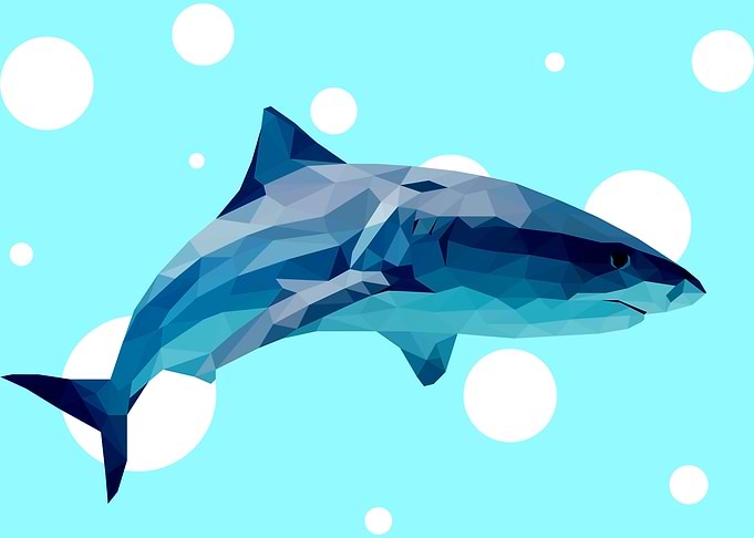 Shark