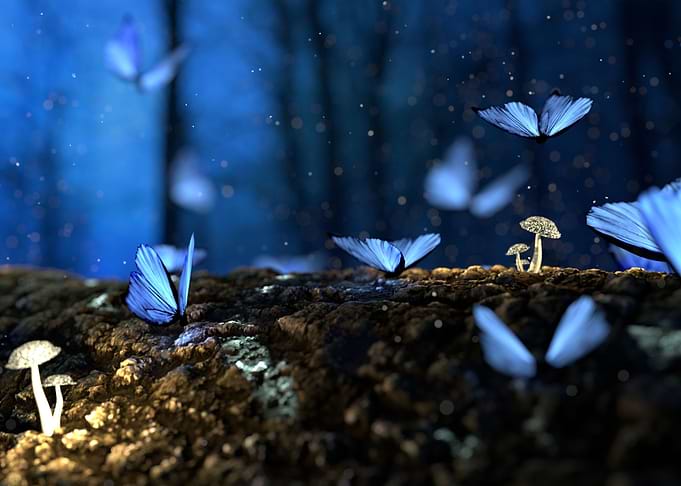 butterfly night