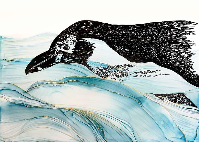 Humboldt Penguin
