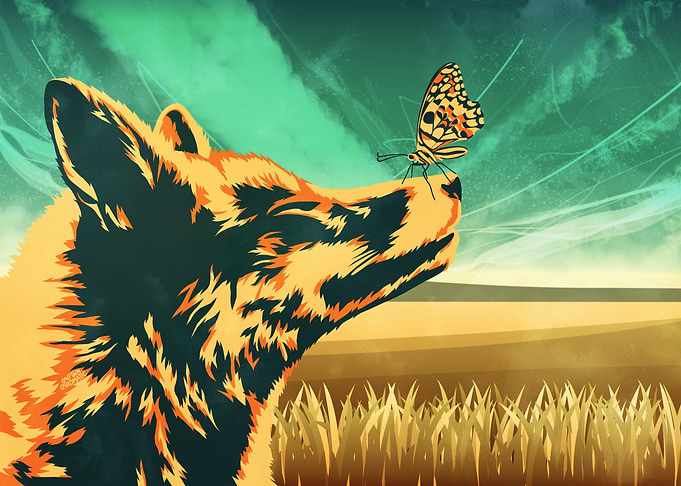 Fox butterfly