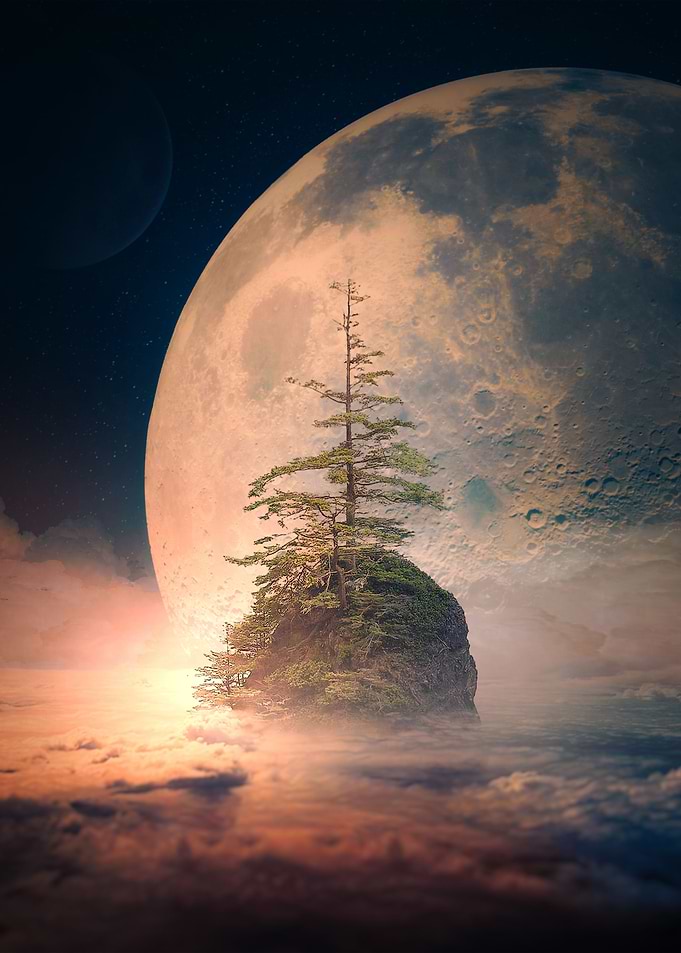 Ancient Tree