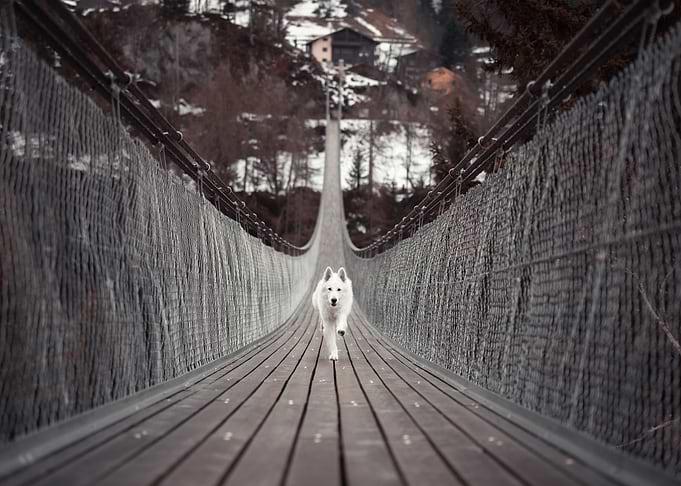 passionate white dog