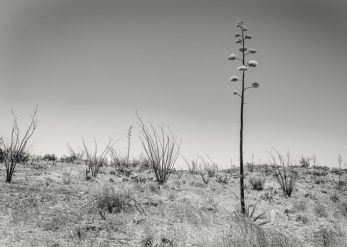 Century Plant in Arizona