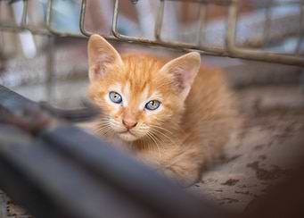 Cute little orange kitten