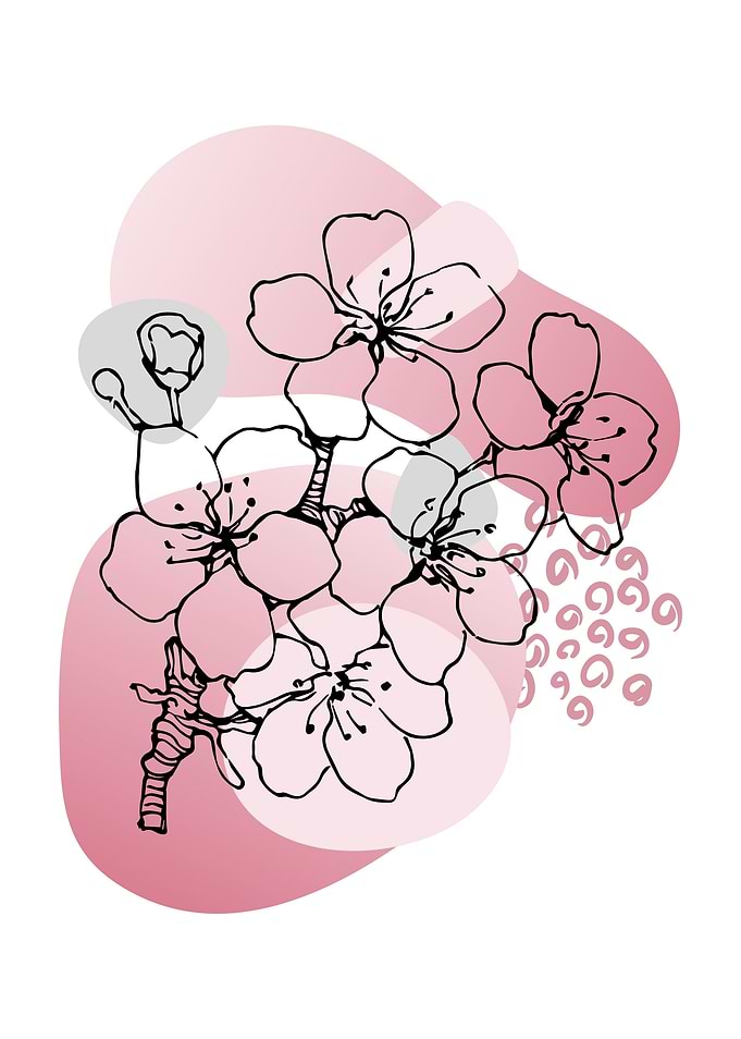 Sakura Cherry Blossom