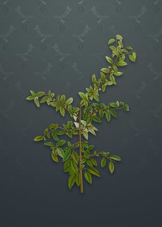 Vintage Rock Buckthorn