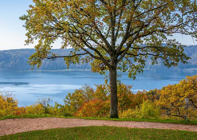 Autumn tree with lake view