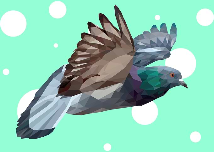 Pigeon