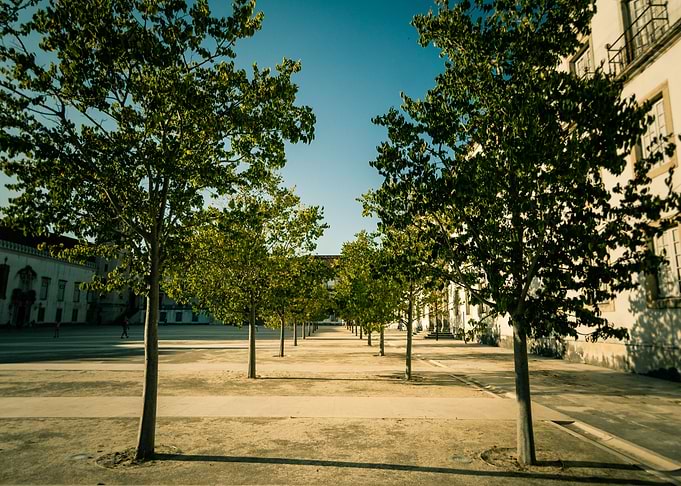 From Trees Perspective