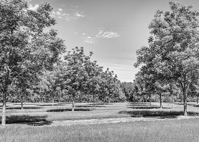 Georgia Pecan Tree Orchard