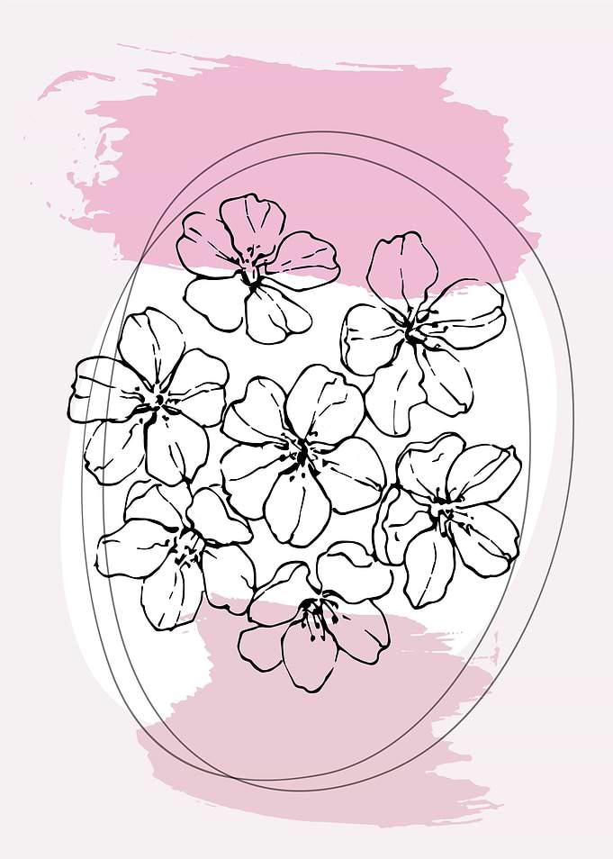 Pink cherry blossom