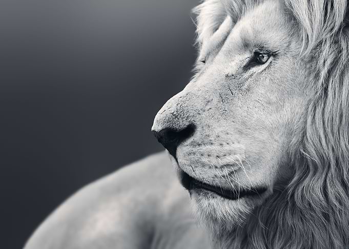 Large adult male lion
