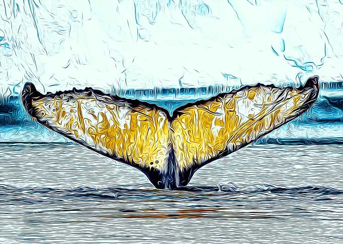 Whale
