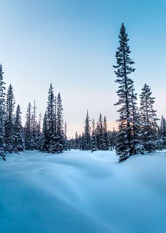 Forest of Firs in snow