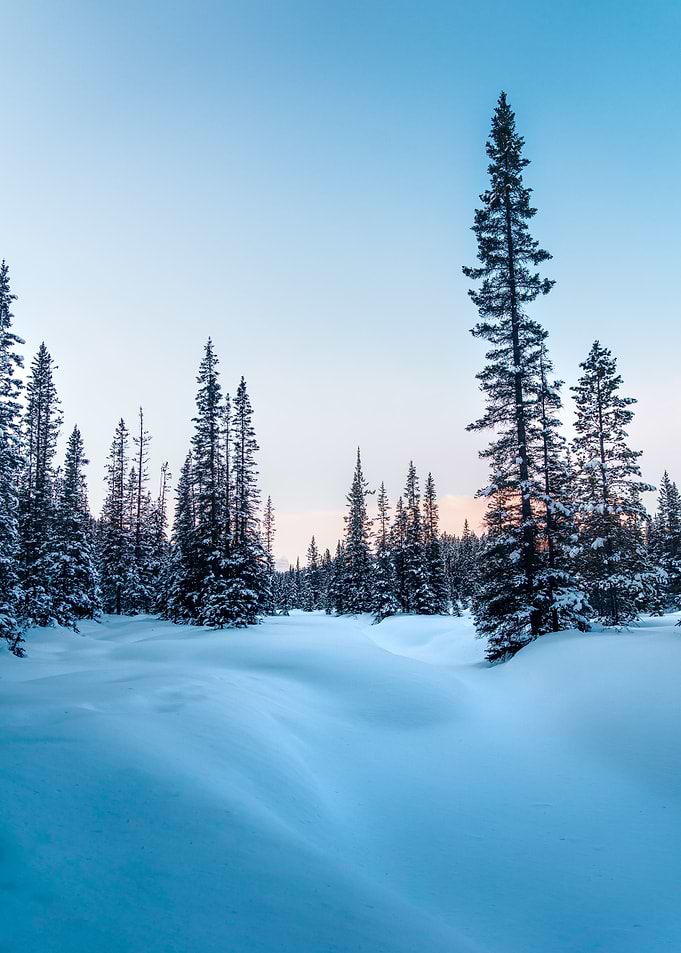 Forest of Firs in snow