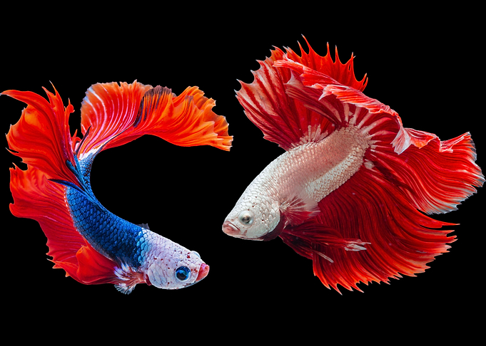 Angry Fan tail fish