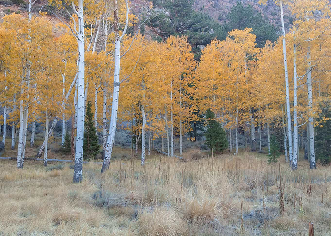 Autumn Forest